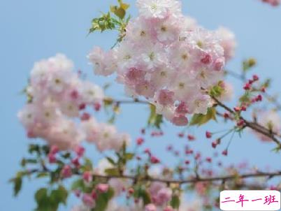 春天桃花盛开的说说带图片 赏花晒花的朋友圈文案13