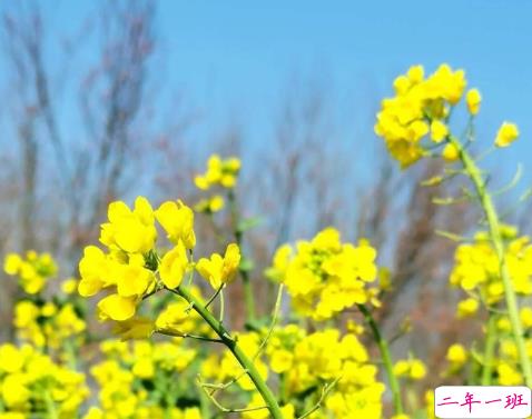 关于油菜花的说说简短带图片 2021晒油菜花自拍的短句2