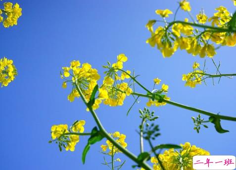 关于油菜花的说说简短带图片 2021晒油菜花自拍的短句15